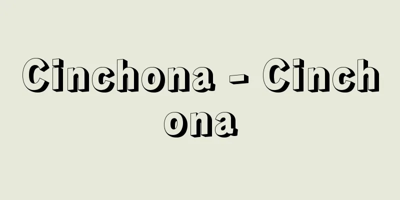 Cinchona - Cinchona