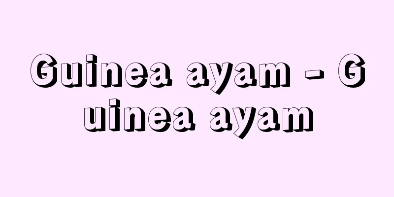 Guinea ayam - Guinea ayam