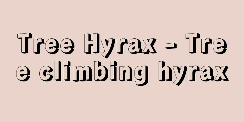 Tree Hyrax - Tree climbing hyrax