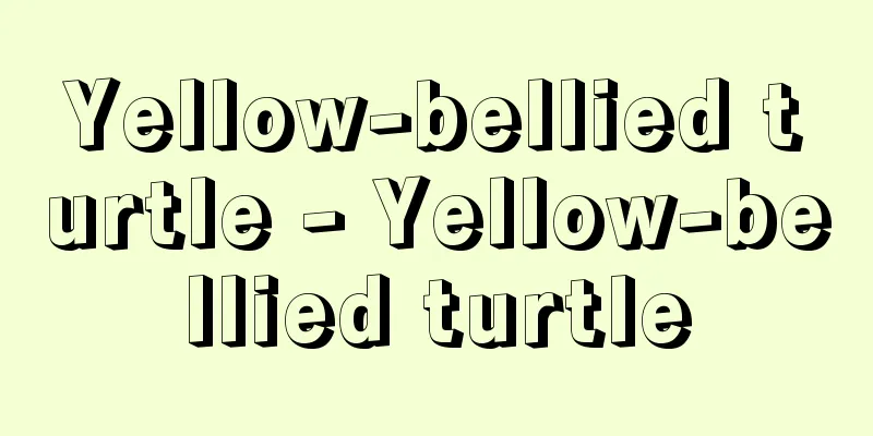 Yellow-bellied turtle - Yellow-bellied turtle