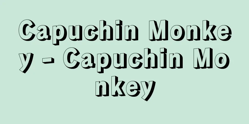 Capuchin Monkey - Capuchin Monkey