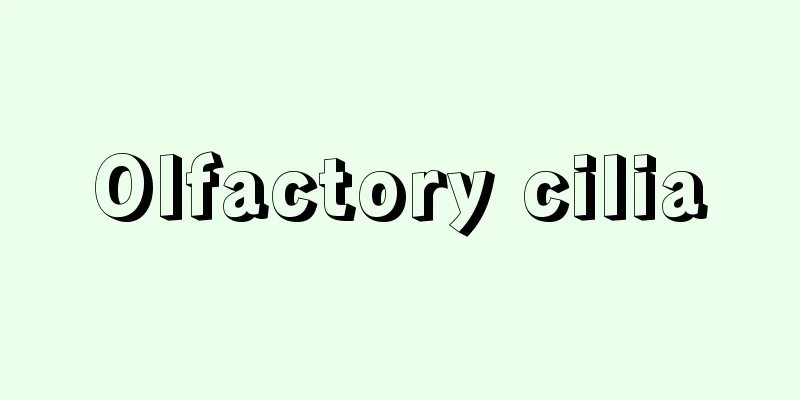 Olfactory cilia