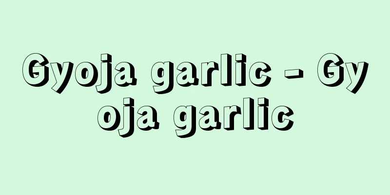 Gyoja garlic - Gyoja garlic
