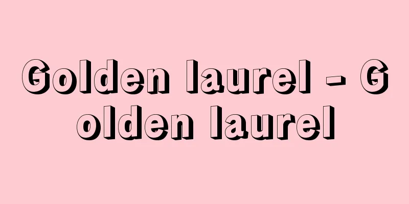 Golden laurel - Golden laurel