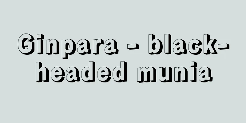 Ginpara - black-headed munia